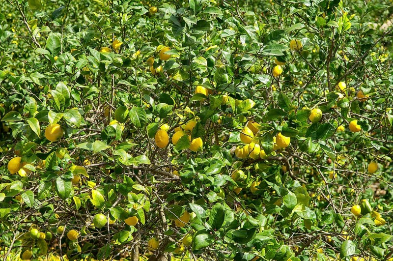 Cedrat lemon, lemon tree with ripe lemons (Citrus medica)