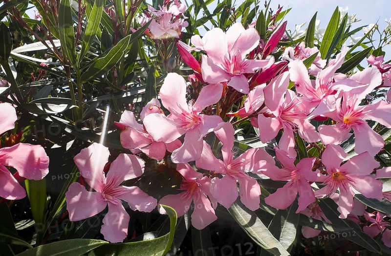 Flowering oleander (Nerium oleander), Italy, Europe