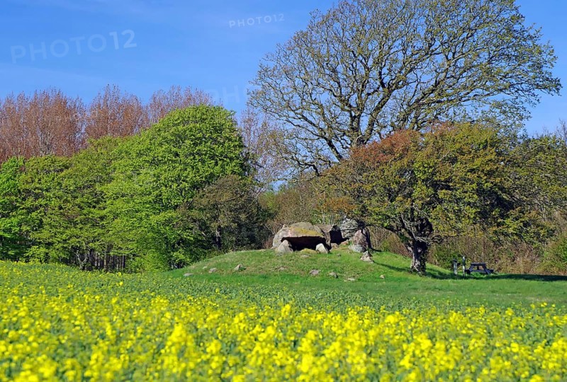 Landscape in spring with blooming yellow flowers, trees and a clear blue sky, burial mound in the background, Langeland, Manor Route, Denmark, Europe