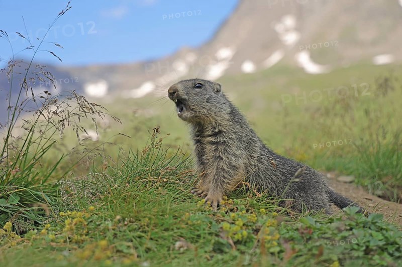 Marmot (Marmota), Grossglockner High Alpine Road, Salzburger Land, Austria, Europe