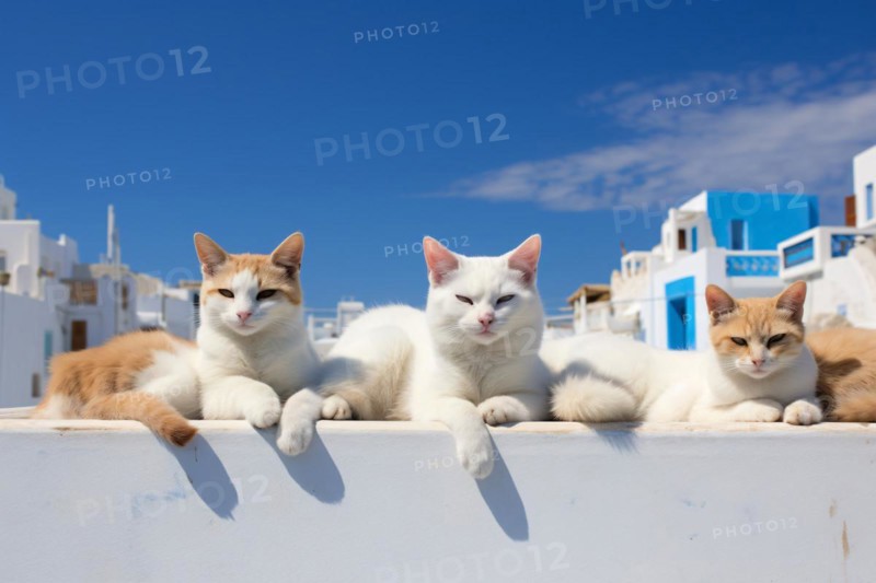 Stray cats relaxing in sun on white buildings with blue sky. KI generiert, generiert KI generiert, generiert AI generated