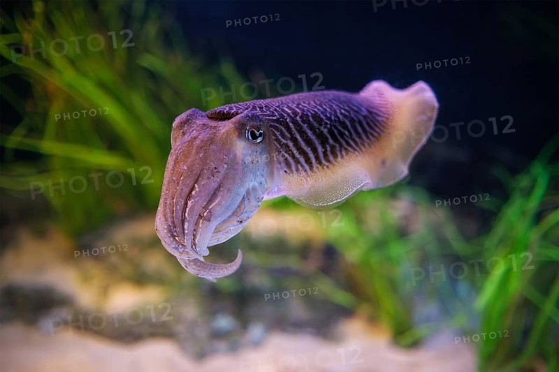 The Common (European) Cuttlefish (Sepia officinalis) underwater in sea, cephalopod, related to squid and octopus