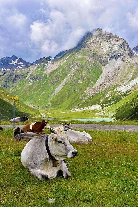 Ruminating cows at the Rifflsee in Pitztal, Tyrol, Austria, Europe