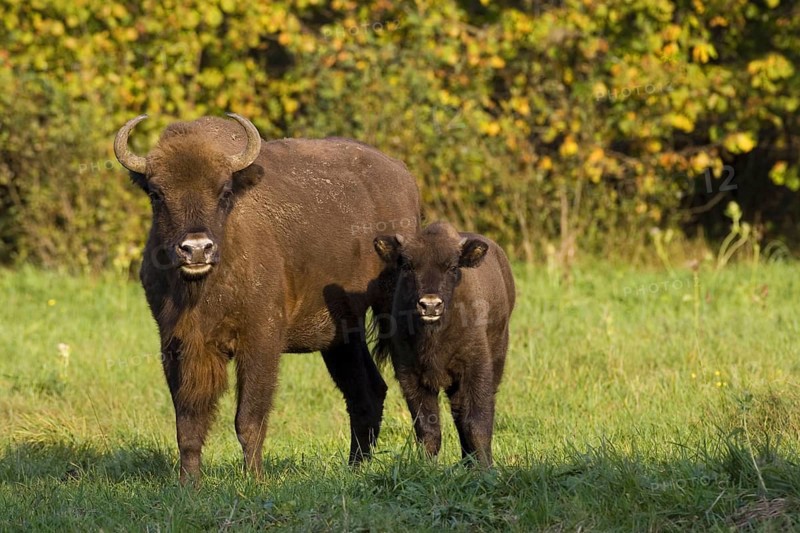 Bison, bison, group, (Bison bosanus), cow with young animal