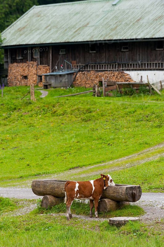 Cow at a drinking trough in front of a farm, animal, hoofed animal, animal husbandry, free-range, organic, agriculture, livestock farming, animal welfare, farmer, meadow, Bavaria, Germany, Europe