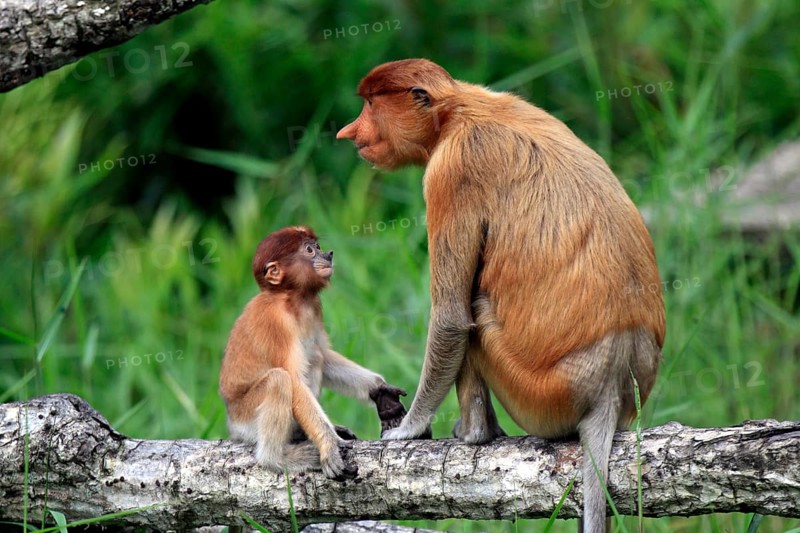 Proboscis monkey (Nasalis larvatus), adult, female, juvenile, mother, tree, Labuk Bay, Sabah, Borneo, Malaysia, Asia