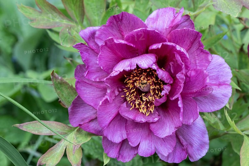 Shrub peony (Paeonia suffruticosa Leda), Emsland, Lower Saxony, Germany, Europe