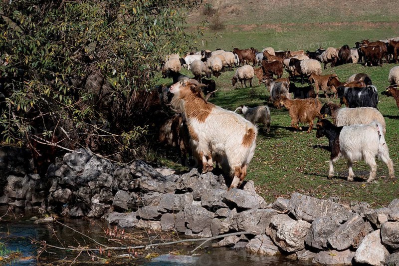 Herd of sheep and goats, Anatolia, Turkey, Asia