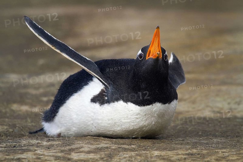 Gentoo penguin (Pygoscelis papua), on Sounders Island, Falkland Islands, Antarctica, Falkland Islands, Antarctica, South America