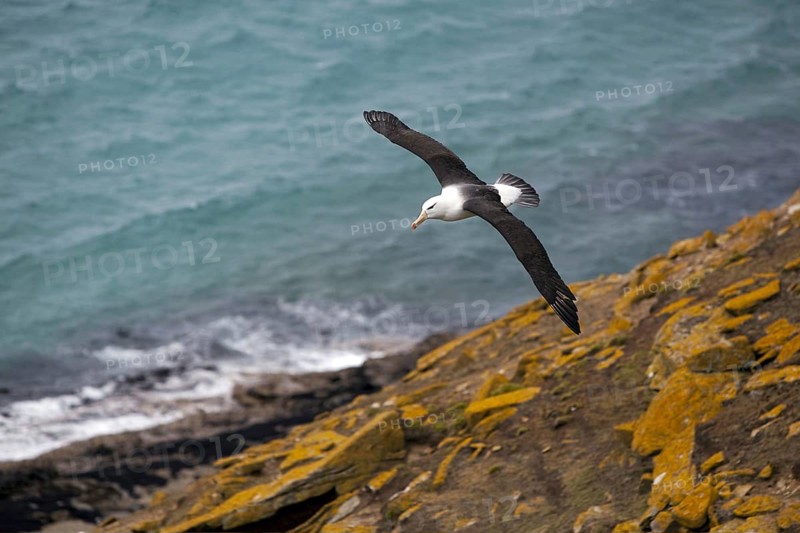 Sailing Black-browed Albatross on Sounders Island, (Thallasarche melanophris), Falkland Islands, Antarctica, South America