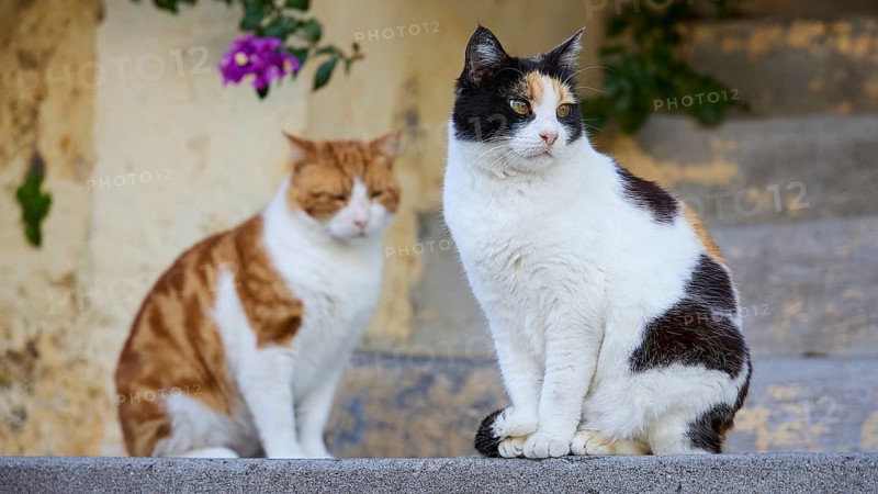 Two cats, one black and white, one orange and white, sitting on stone steps and looking in different directions, Cats, Rhodes Old Town, Rhodes Town, Rhodes, Dodecanese, Greek Islands, Greece, Europe