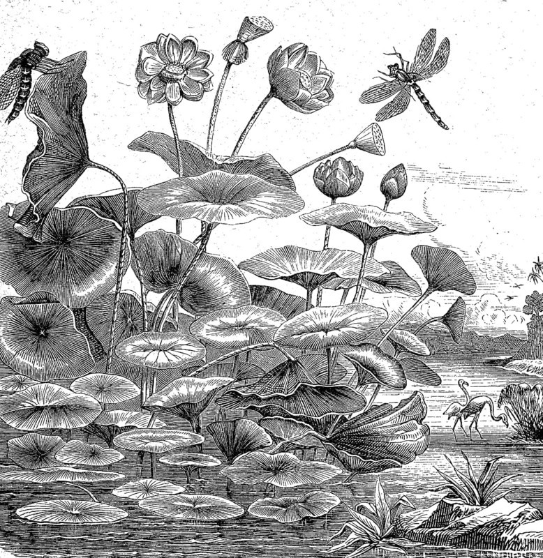 Indian Lotus, Nelumbo nucifera, on a pond, Illustration from 1872, Historical, digital reproduction of an original from the 19th century