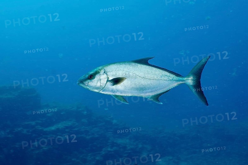 Single eye-stripe amberjack (Seriola rivoliana), mackerel, swimming over the reef under water. Dive site Wreck of the Condesito, Las Galletas, Tenerife, Canary Islands, Spain, Europe