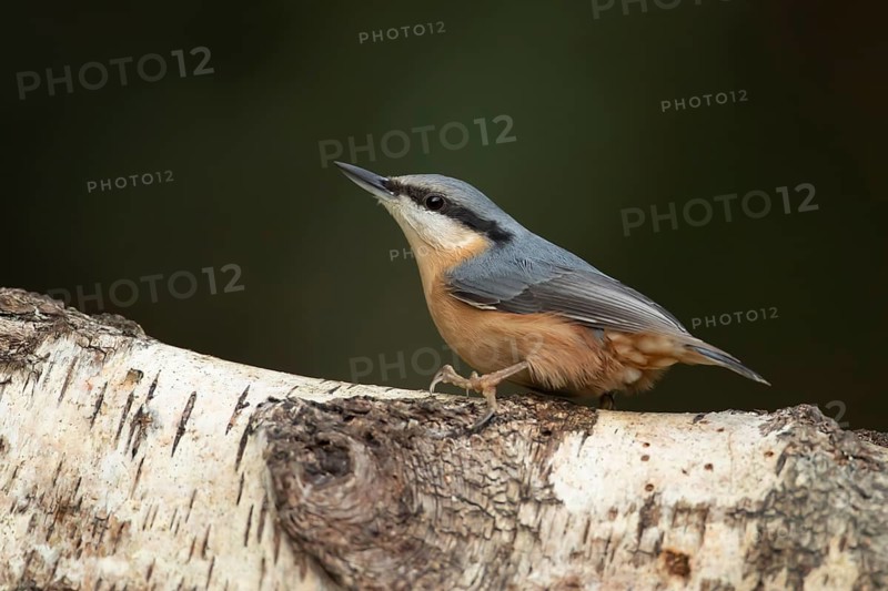 Eurasian nuthatch (Sitta europaea) adult bird on a Silver birch tree branch, Wales, United Kingdom, Europe