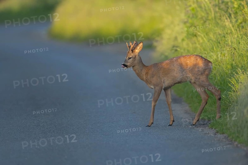Roe deer (Capreolus capreolus) adult male buck animal preparing to walk across a country road, Suffolk, England, United Kingdom, Europe