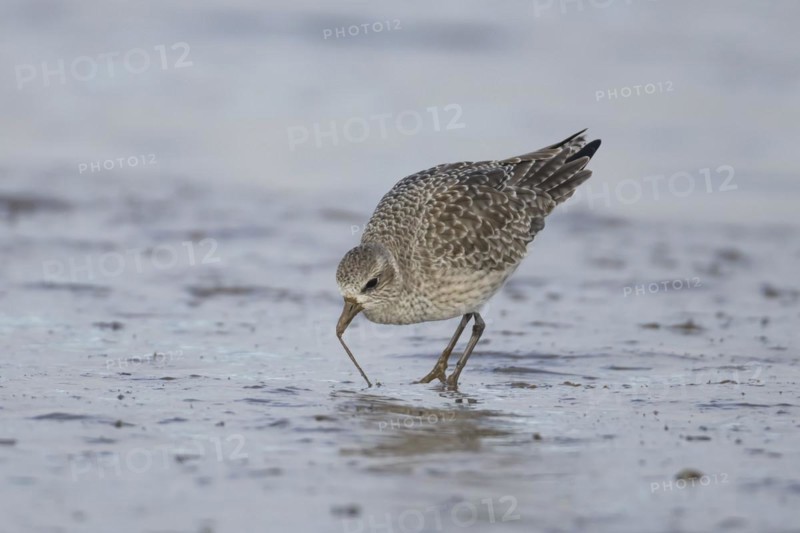 Grey plover (Pluvialis squatarola) adult bird in winter plumage feeding on a mudflat, England, United Kingdom, Europe