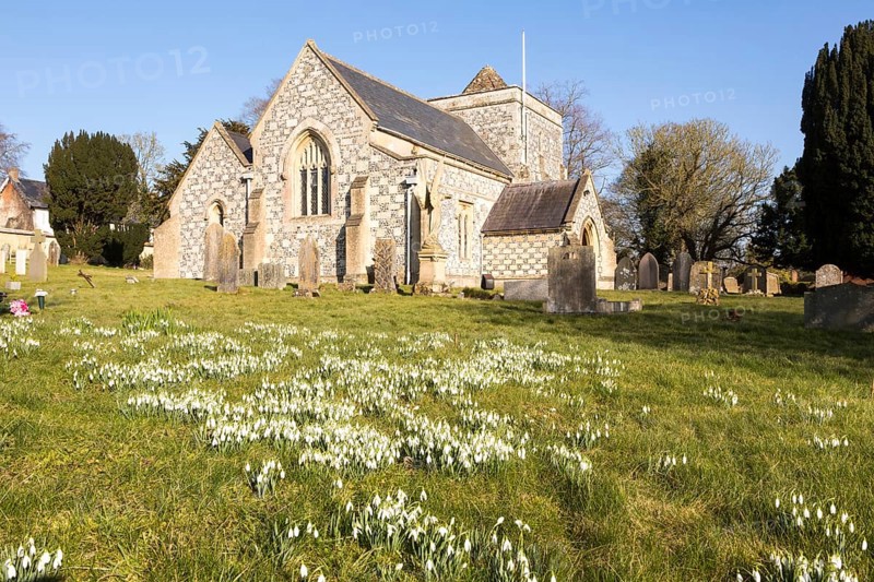 Showdrops in flower in churchyard of village parish church of Saint Thomas A Becket, Tilshead, Wiltshire, England, UK