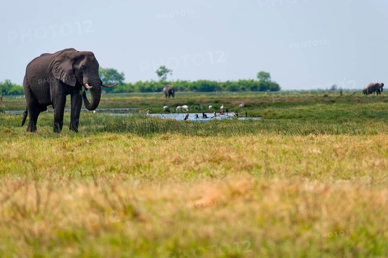 Elephant herd, elephant (Loxodonta africana), steppe, hike, nature, safari, in the Savuti region in the wilderness of Africa in Botswana