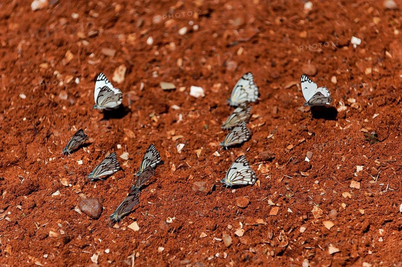 Swarm of white butterflies, marbled white (Melanargia galathea) on red sandy soil, red, white, Namibia, Africa