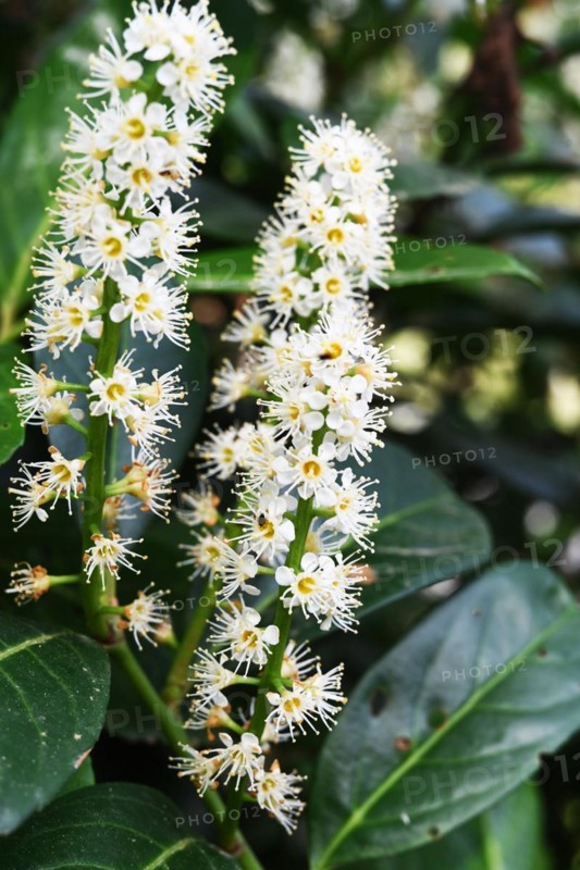 Iserlohn. This year's unusually warm weather in April has already given us a May. Nature exploded in a frenzy of colour. The unusually warm weather in April this year has already given us a May. Nature exploded in a riot of colours