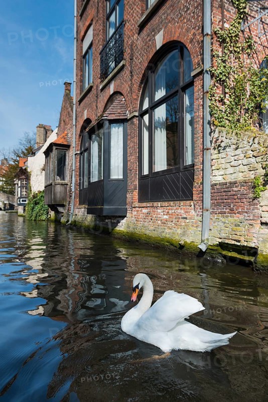 Swan on the Minnewater, city trip, UNESCO, religious, religion, old town, West Flanders, Flanders, Middle Ages, trading metropolis, textile industry, tourism, travel, history, culture, idyllic, monastery, nuns, beguinage, Bruges, Belgium, Europe