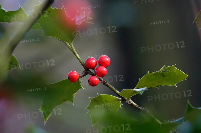 Holly (Ilex aquifolium), February, Germany, Europe