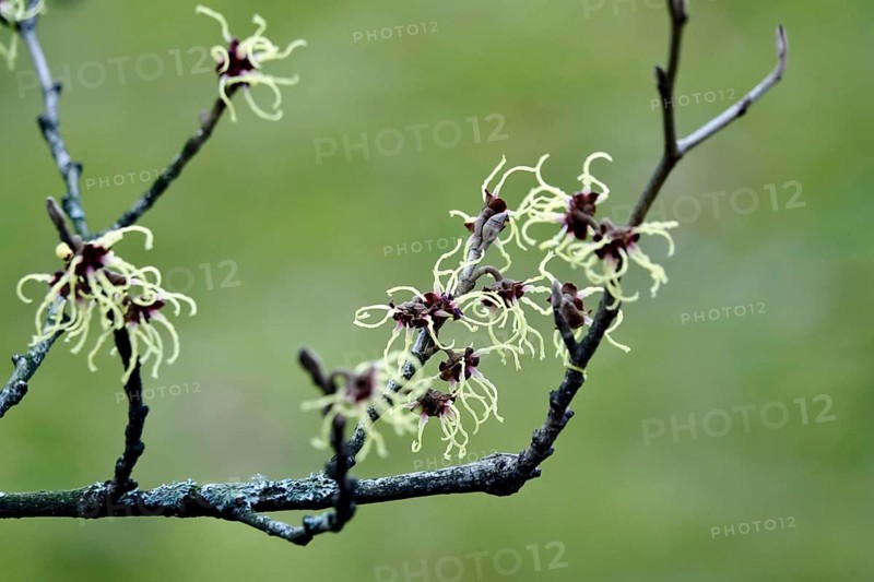 Witch-hazel (Hamamelis), February, Germany, Europe