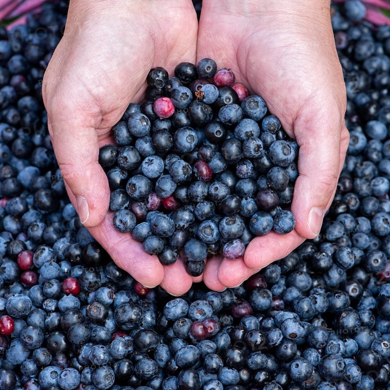 Fruit of the european blueberry (Vaccinium myrtillus), blueberry, harvest, Oldenburger Muensterland, Goldenstedt, Lower Saxony, Germany, Europe