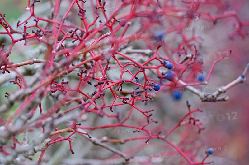 Wild vine, maiden vine (Parthenocissus quinquefolia) with fruit, Moselle, Rhineland-Palatinate, Germany, Europe
