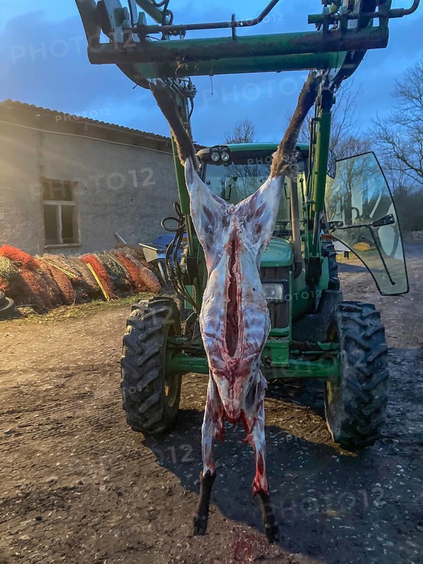 Slaughtered sheep, the fur removed hanging from a tractor on a farm, Mecklenburg-Vorpommern, Germany, Europe