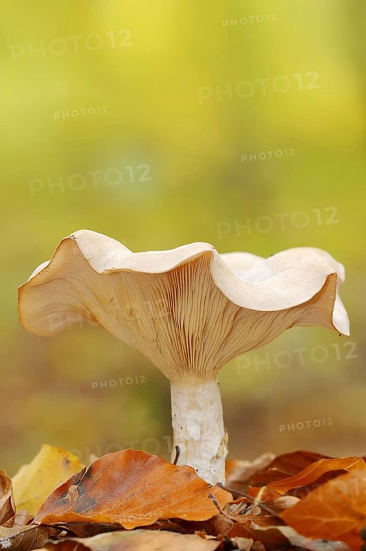Foggy grey funnel mushroom or fog cap (Lepista nebularis, Clitocybe nebularis), North Rhine-Westphalia, Germany, Europe