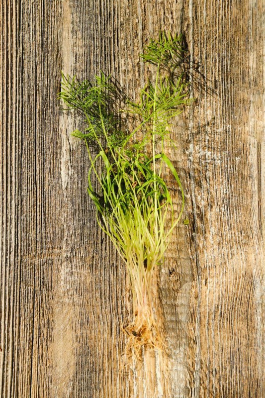 Top view of fresh fennel sprouts on wooden background