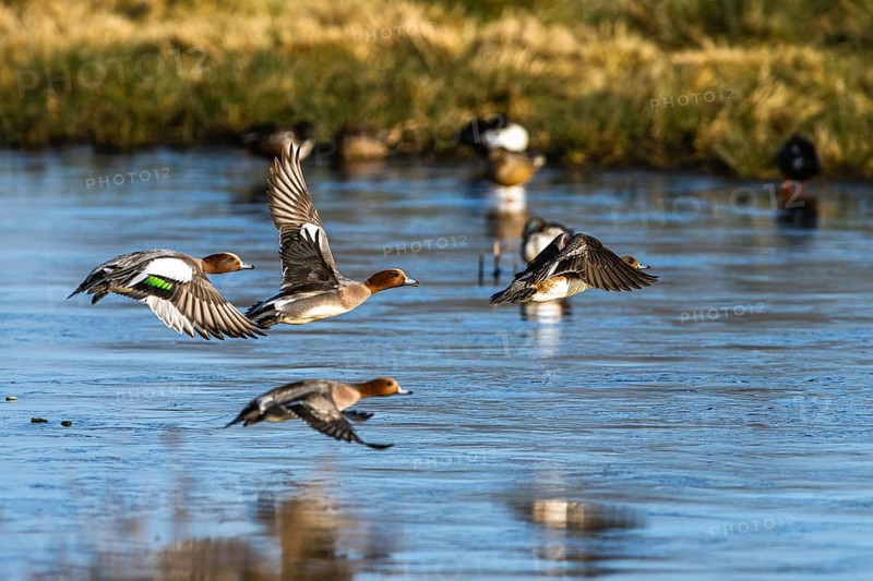 Eurasian Wigeon, (Mareca penelope) birds in flight over frozen water on marshes