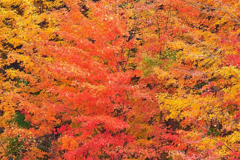 Maple (Acer), in bright orange, red and yellow tones, autumn, Vermont, New England, USA, North America