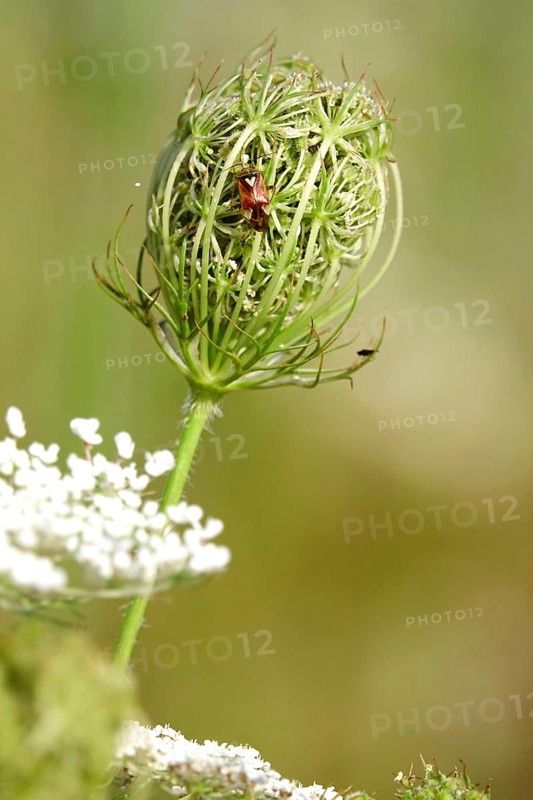 Wild carrot with bug, summer, Germany, Europe