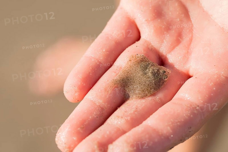 Child's hand holding baby european flounder (Platichthys flesus), grains of sand, fine sand particles on the skin, close-up, macro shot, Schleswig-Holstein Wadden Sea National Park, Schleswig-Holstein, North Sea coast, Germany, Europe