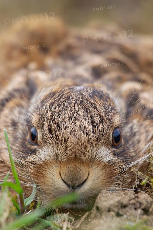 European brown hare (Lepus europaeus) juvenile baby leveret animal portrait, Suffolk, England, United Kingdom, Europe