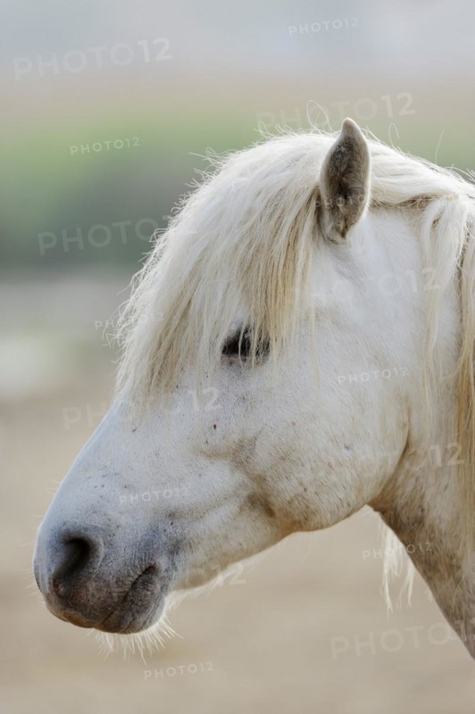 Camargue horse, portrait, Camargue, Provence, South of France