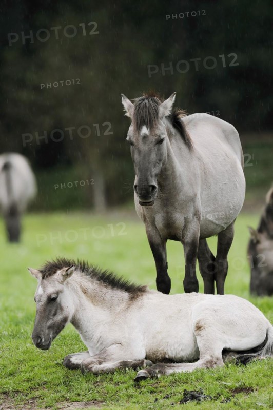 Dülmen wild horse, mare with foal in the rain, Merfelder Bruch, Dülmen, North Rhine-Westphalia, Germany, Europe