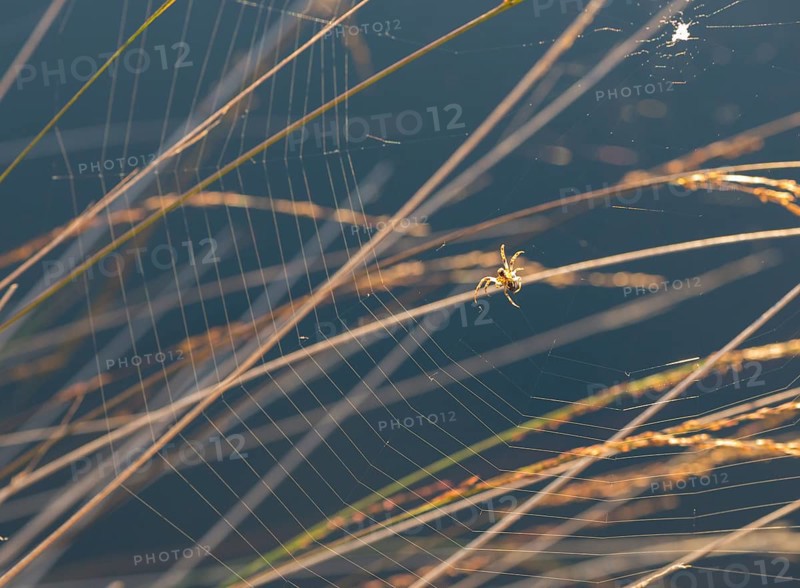 Cross spider (Araneus) spinning a new web between blades of grass, visible spinning thread on the abdomen, dark moor lake in the background, Pietzmoor nature reserve, Lüneburg Heath, Lower Saxony, Germany, Europe
