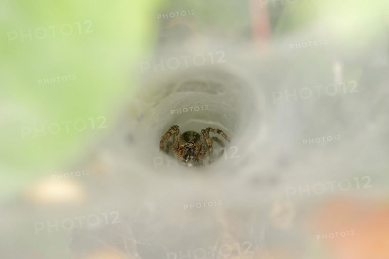 Common labyrinth spider (Agelena labyrinthica), female in web, North Rhine-Westphalia, Germany, Europe