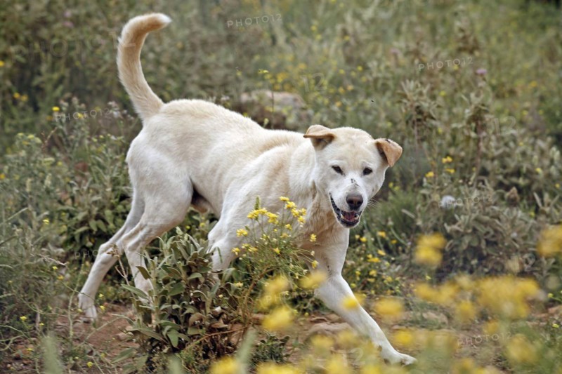 Dingo (Canis lupus dingo), Antequera, Andalusia, Spain, Captive, Europe