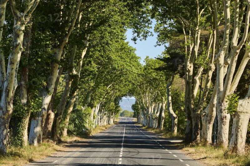 Hybrid plane (Platanus × hispanica, Platanus × acerifolia) growing beside a street forming an avenue, France, Europe