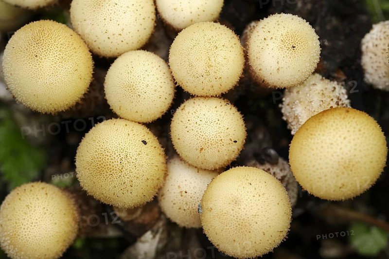 Pear duster or pear bovist (Apioperdon pyriforme, Lycoperdon pyriforme), North Rhine-Westphalia, Germany, Europe