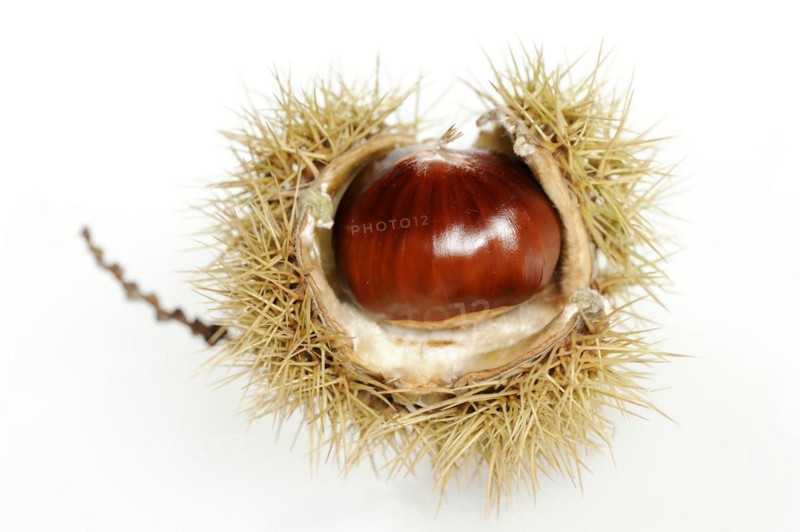 Sweet chestnut or sweet chestnut (Castanea sativa), fruit, chestnut on a white background
