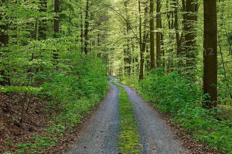 A sunlit forest path leading through a green clearing in a dense forest, Obernburg, Spessart, Odenwald, Bavaria, Germany, Europe