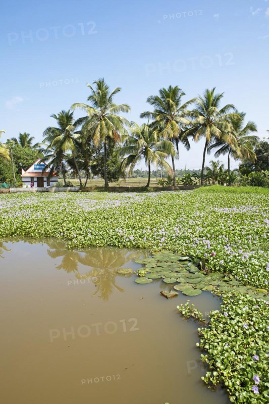 Water hyacinths (Pontederia subg. Eichhornia) blooming on a river in the canal system of the backwaters, palm trees on the banks, Kerala, India, Asia
