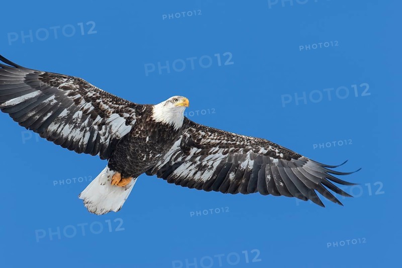 Juvenile bald eagle (Haliaeetus leucocephalus) flying under a blue sky. Region of Lanaudiere. Province of Quebec. Canada
