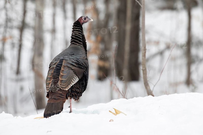 Wild turkey (Meleagris gallopavo) standing on a snowy field and watching. Region of La Mauricie. Province of Quebec. Canada