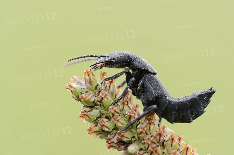 Devil's coach-horse beetle (Ocypus olens) in defence posture, North Rhine-Westphalia, Germany, Europe